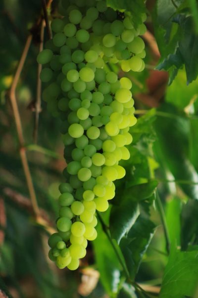 Earthship-grown grapes