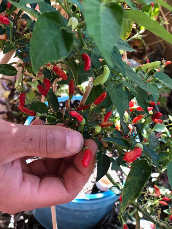 Red hot chili peppers in the Earthship greenhouse