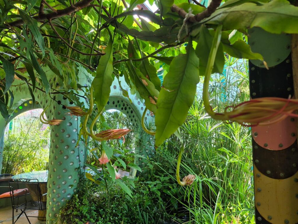Phoenix Earthship Jungle
